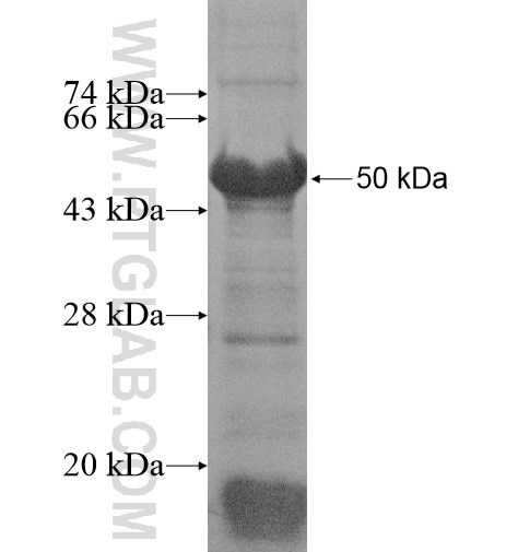 LRRC23 fusion protein Ag15258 SDS-PAGE