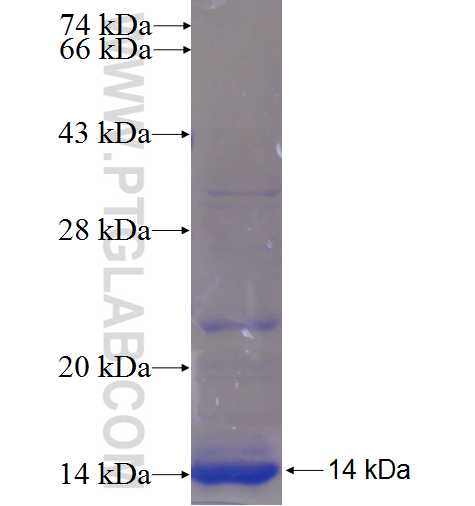 LRRC28 fusion protein Ag23814 SDS-PAGE