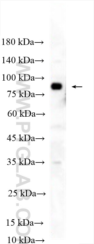 Western Blot (WB) analysis of HUVEC cells using LRRC32 Polyclonal antibody (26021-1-AP)
