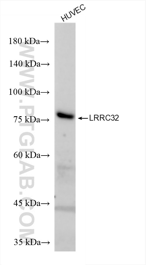 LRRC32