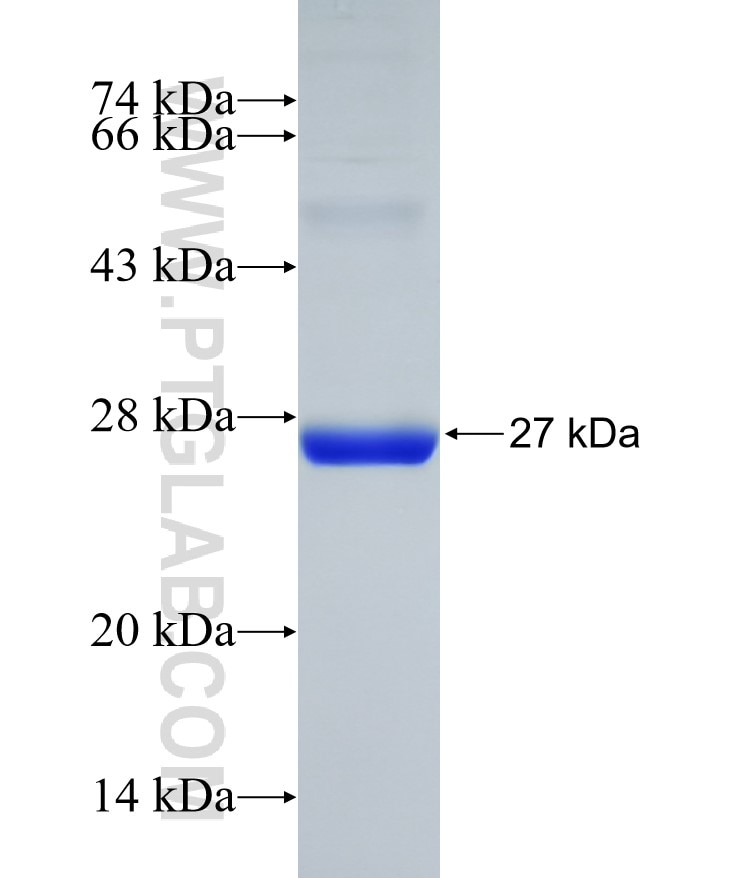 LRRC33 fusion protein Ag31347 SDS-PAGE