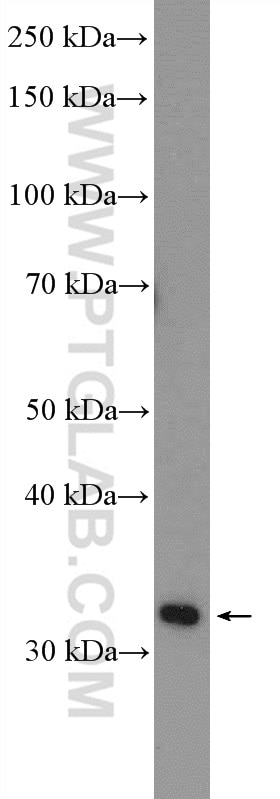 Western Blot (WB) analysis of RAW 264.7 cells using LRRC38 Polyclonal antibody (55479-1-AP)