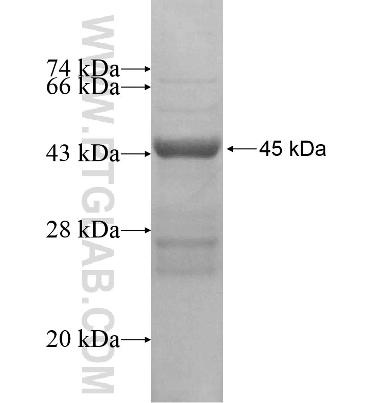 LRRC3B fusion protein Ag16234 SDS-PAGE