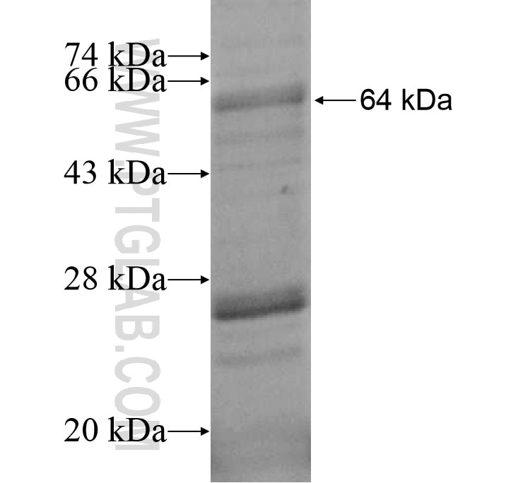 LRRC41 fusion protein Ag14266 SDS-PAGE