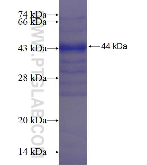 LRRC42 fusion protein Ag23710 SDS-PAGE