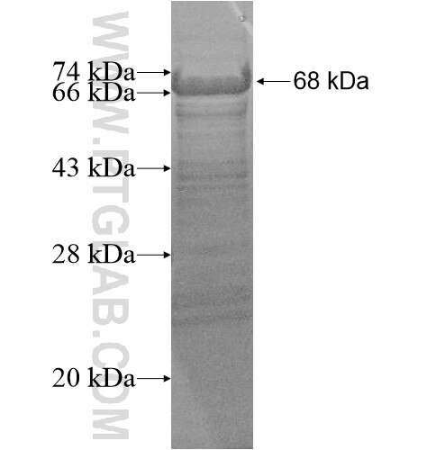 LRRC43 fusion protein Ag15034 SDS-PAGE