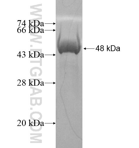 LRRC43 fusion protein Ag15435 SDS-PAGE