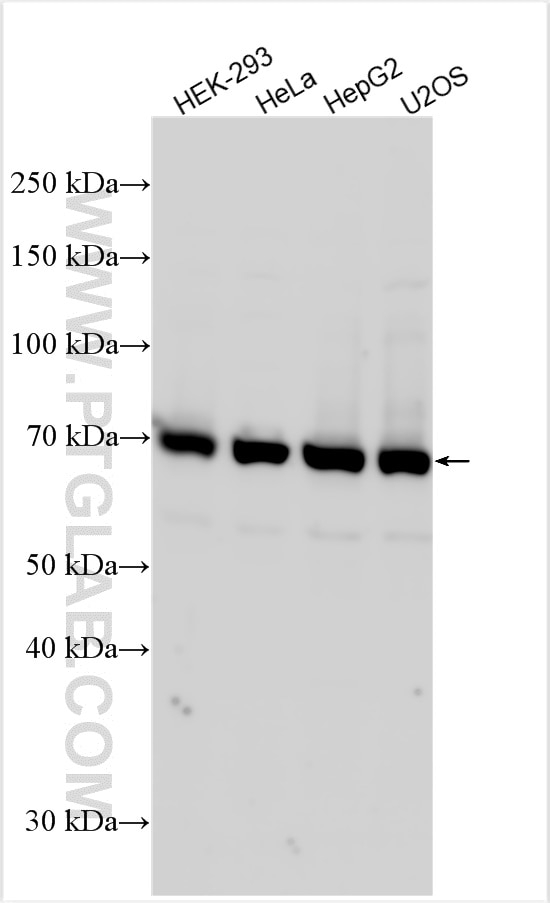Western Blot (WB) analysis of various lysates using LRRC45 Polyclonal antibody (32111-1-AP)