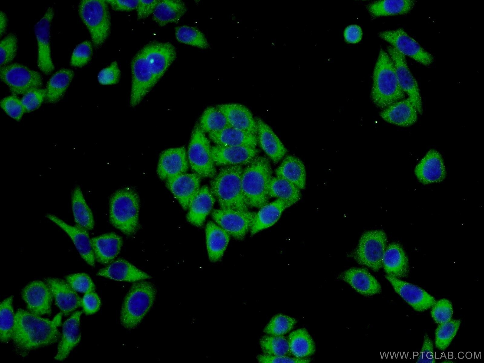 Immunofluorescence (IF) / fluorescent staining of L02 cells using LRRC47 Polyclonal antibody (23217-1-AP)