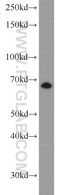 Western Blot (WB) analysis of Neuro-2a cells using LRRC47 Polyclonal antibody (23217-1-AP)