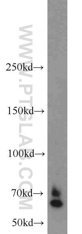 Western Blot (WB) analysis of NIH/3T3 cells using LRRC47 Polyclonal antibody (23217-1-AP)