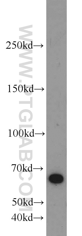 Western Blot (WB) analysis of L02 cells using LRRC47 Polyclonal antibody (23217-1-AP)