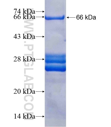 LRRC47 fusion protein Ag19736 SDS-PAGE