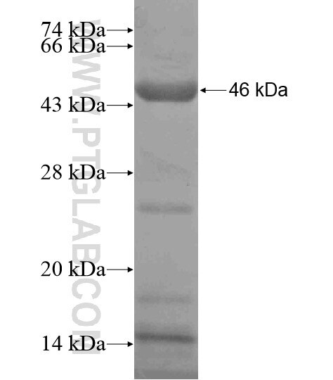 LRRC47 fusion protein Ag20031 SDS-PAGE