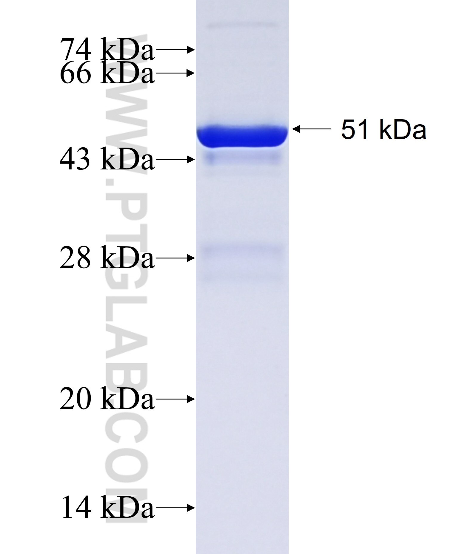 LRRC48 fusion protein Ag26928 SDS-PAGE