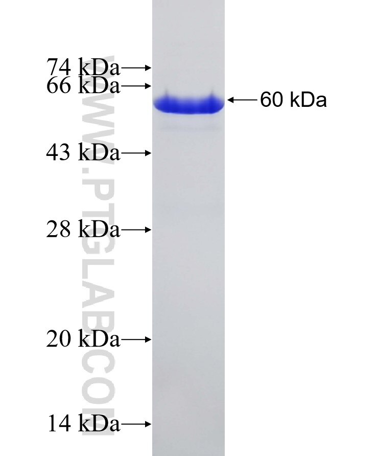 LRRC4C fusion protein Ag4811 SDS-PAGE