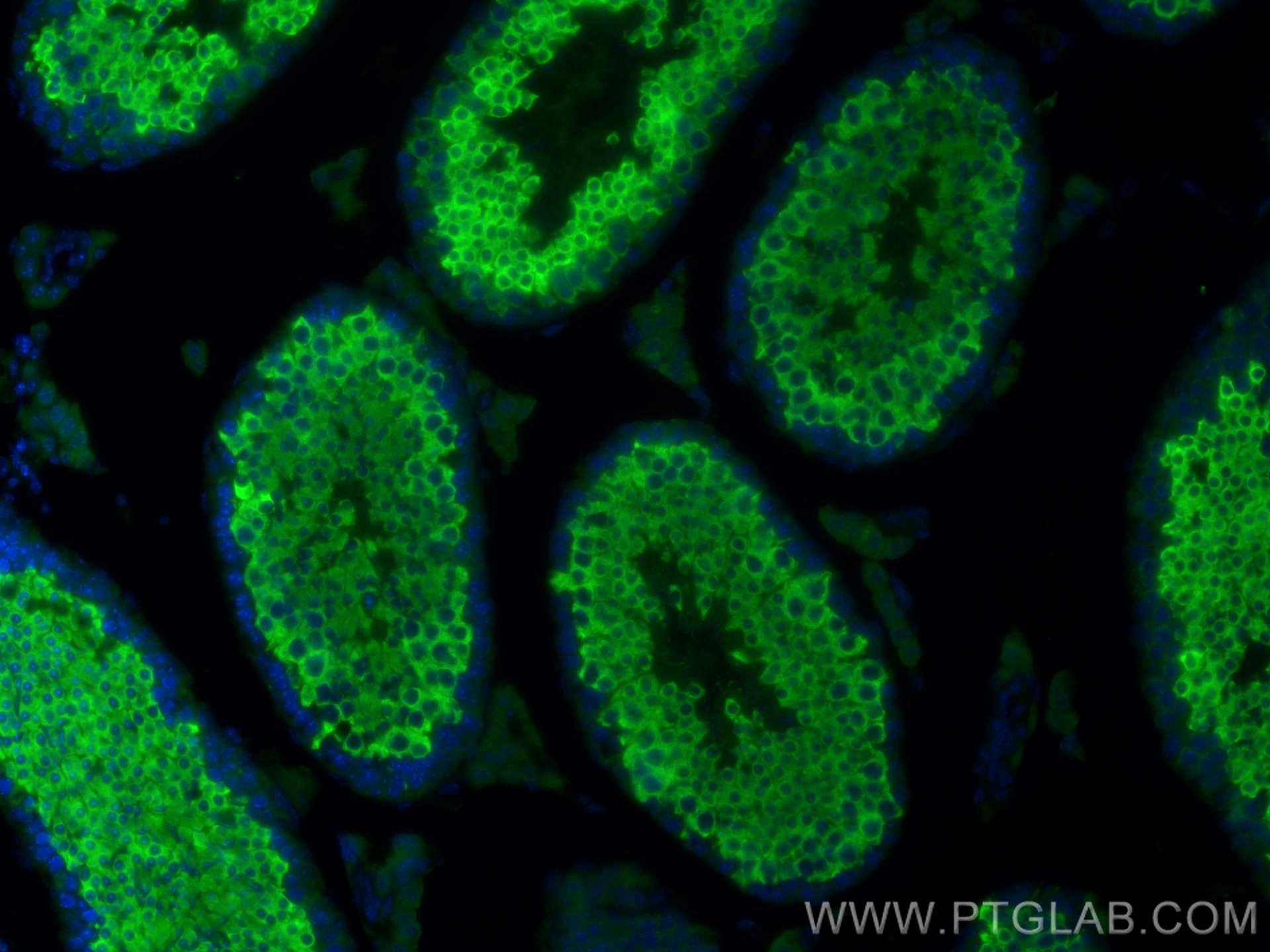 Immunofluorescence (IF) / fluorescent staining of mouse testis tissue using LRRC50 Polyclonal antibody (30156-1-AP)
