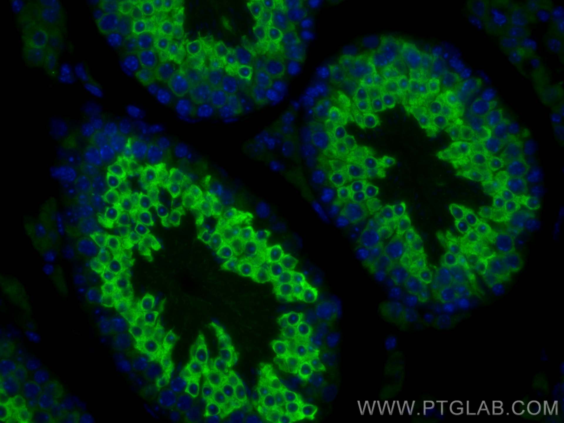 Immunofluorescence (IF) / fluorescent staining of mouse testis tissue using LRRC50 Polyclonal antibody (30156-1-AP)