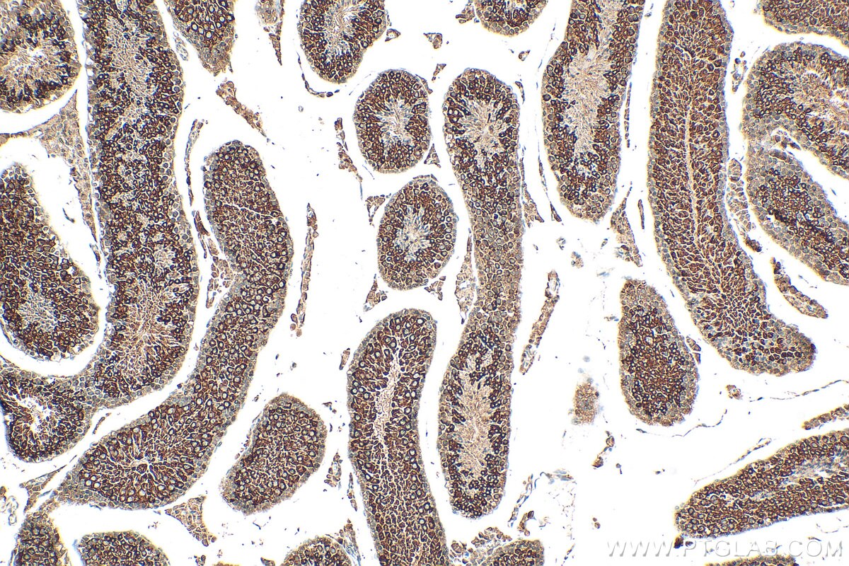 Immunohistochemistry (IHC) staining of mouse testis tissue using LRRC50 Polyclonal antibody (30156-1-AP)