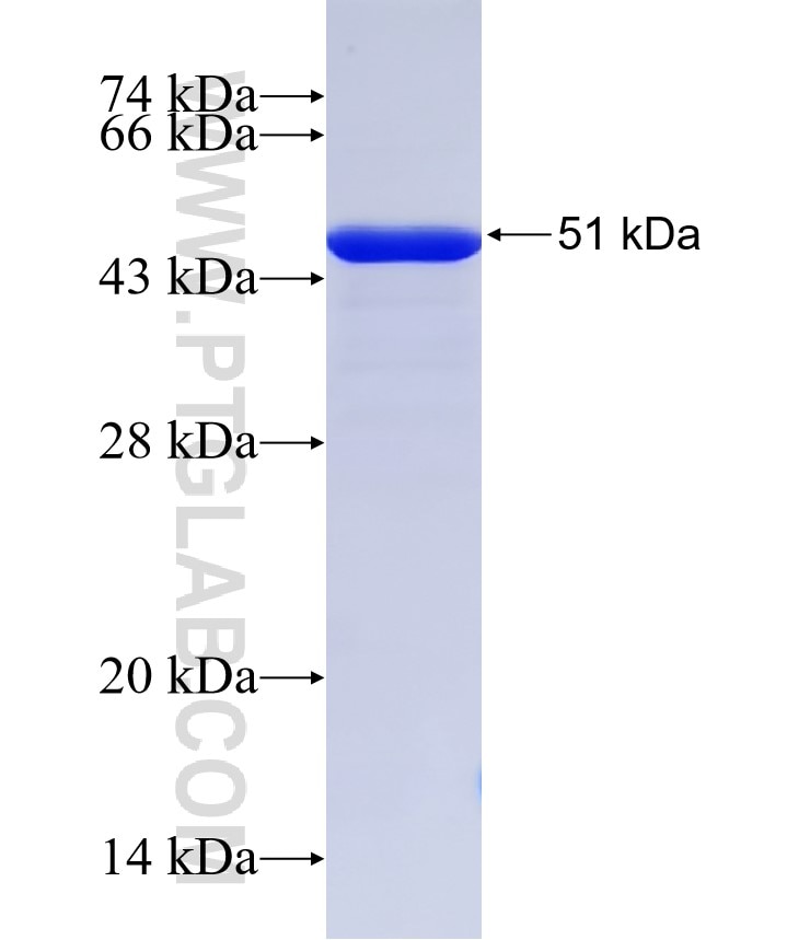 LRRC50 fusion protein Ag32822 SDS-PAGE