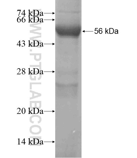 LRRC50 fusion protein Ag19744 SDS-PAGE