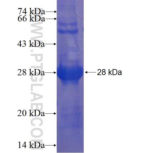 LRRC52 fusion protein Ag22354 SDS-PAGE