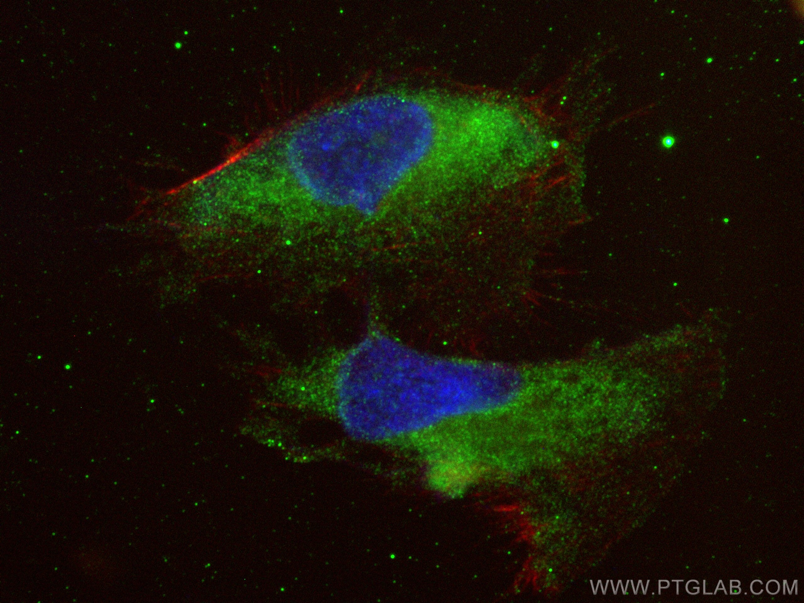 Immunofluorescence (IF) / fluorescent staining of U-251 cells using LRRC56 Polyclonal antibody (27796-1-AP)