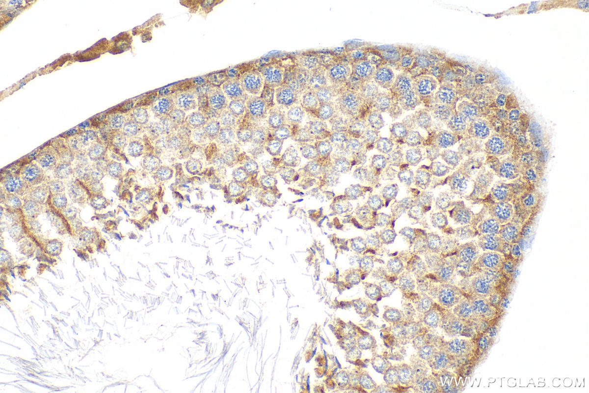 Immunohistochemistry (IHC) staining of rat testis tissue using LRRC56 Polyclonal antibody (27796-1-AP)