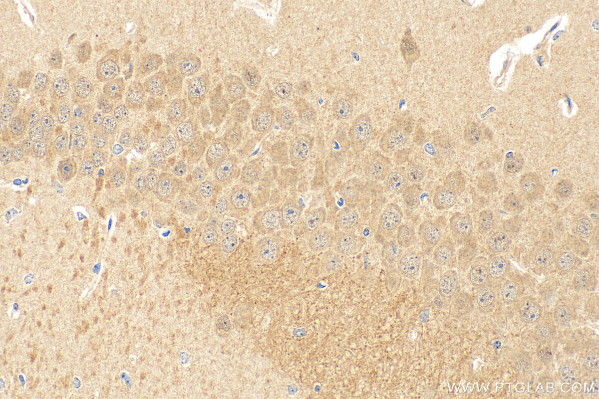 Immunohistochemistry (IHC) staining of mouse brain tissue using LRRC56 Polyclonal antibody (27796-1-AP)