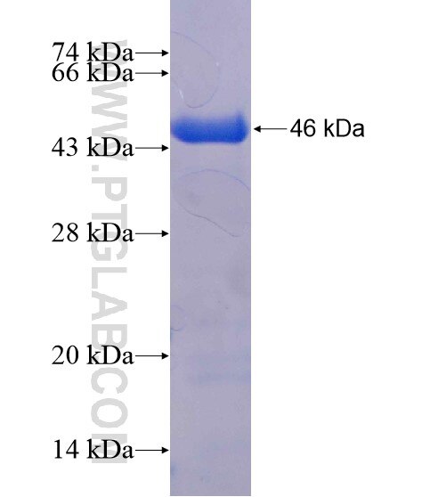 LRRC56 fusion protein Ag22018 SDS-PAGE
