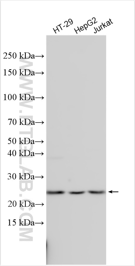Western Blot (WB) analysis of various lysates using LRRC57 Polyclonal antibody (32285-1-AP)