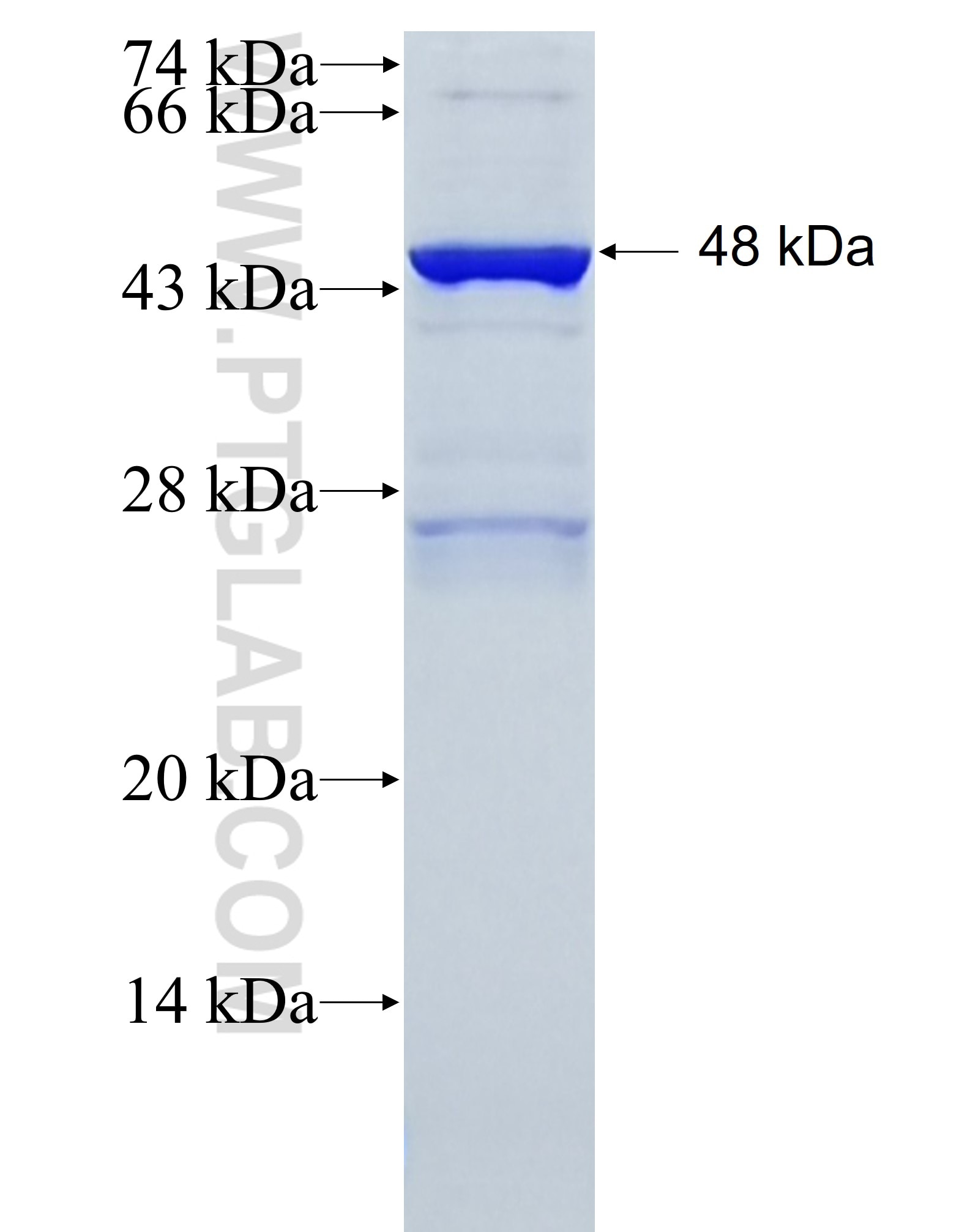 LRRC57 fusion protein Ag36790 SDS-PAGE