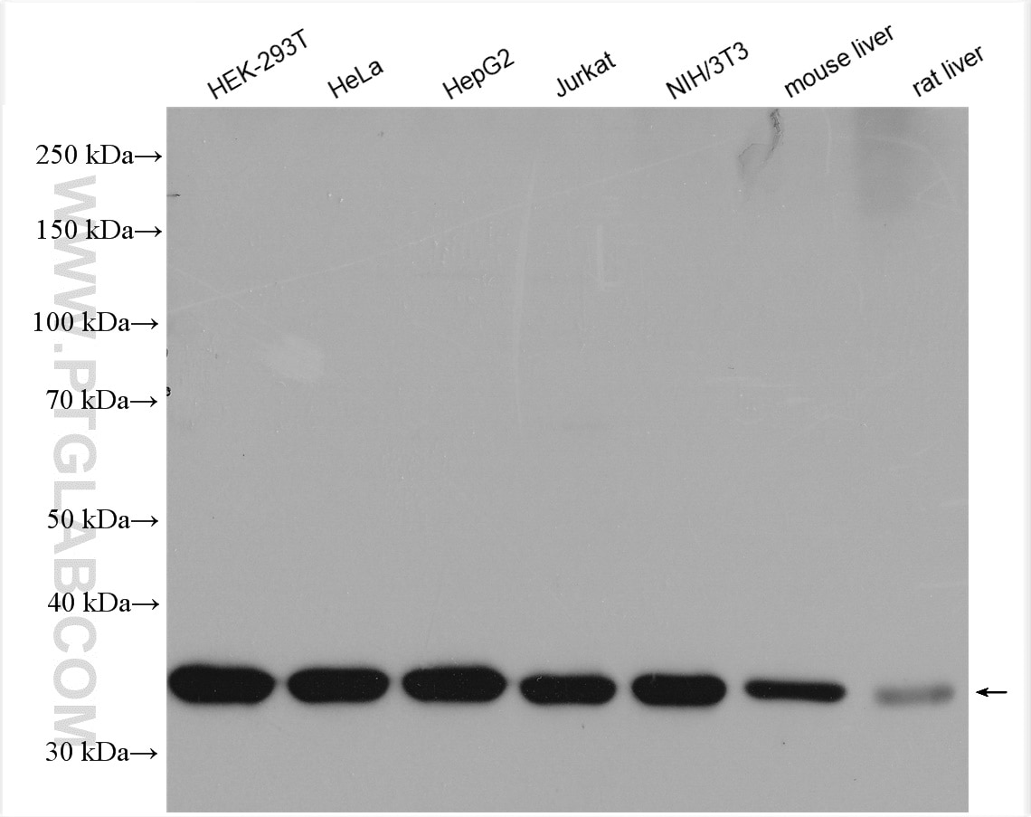 Western Blot (WB) analysis of various lysates using LRRC59 Polyclonal antibody (27208-1-AP)