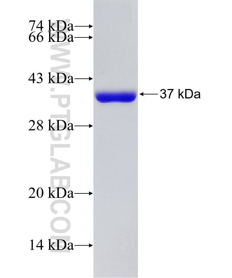 LRRC59 fusion protein Ag26106 SDS-PAGE