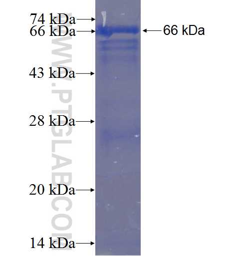 LRRC6 fusion protein Ag23367 SDS-PAGE