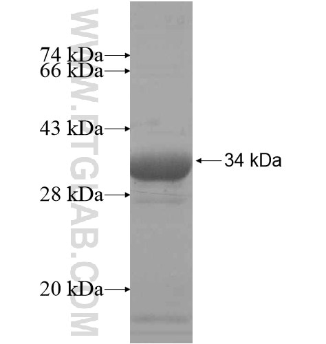 LRRC61 fusion protein Ag13972 SDS-PAGE