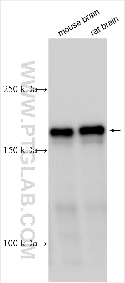 Western Blot (WB) analysis of various lysates using LRRC7 Polyclonal antibody (31040-1-AP)