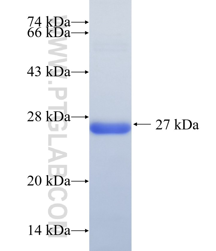 LRRC7 fusion protein Ag34603 SDS-PAGE