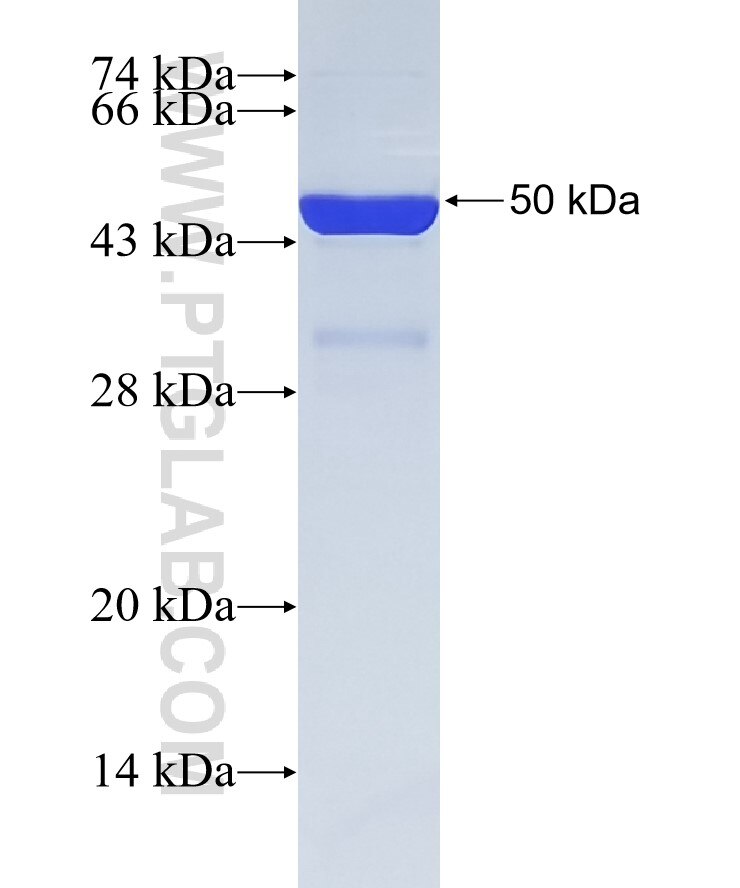 LRRC7 fusion protein Ag34630 SDS-PAGE