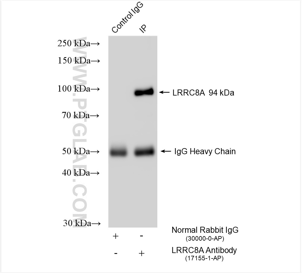Immunoprecipitation (IP) experiment of mouse brain tissue using LRRC8A/SWELL1 Polyclonal antibody (17155-1-AP)