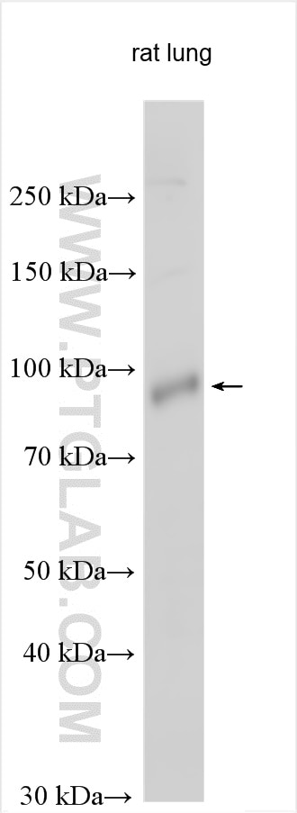 Western Blot (WB) analysis of various lysates using LRRC8A/SWELL1 Polyclonal antibody (17155-1-AP)