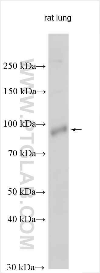 WB analysis using 17155-1-AP