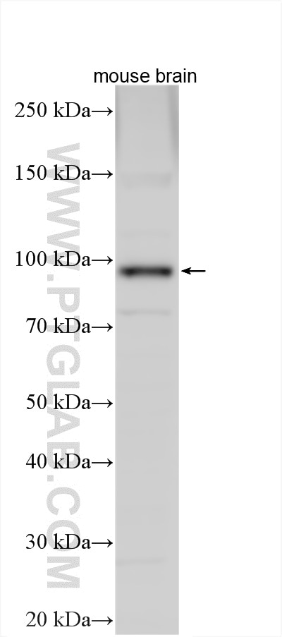 Western Blot (WB) analysis of various lysates using LRRC8A/SWELL1 Polyclonal antibody (17155-1-AP)
