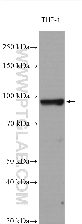 Western Blot (WB) analysis of various lysates using LRRC8C Polyclonal antibody (21601-1-AP)