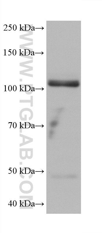 Western Blot (WB) analysis of U2OS cells using LRRC8C Monoclonal antibody (68323-1-Ig)