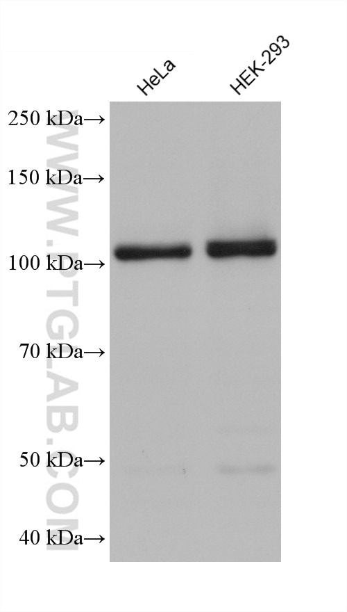 Western Blot (WB) analysis of various lysates using LRRC8C Monoclonal antibody (68323-1-Ig)