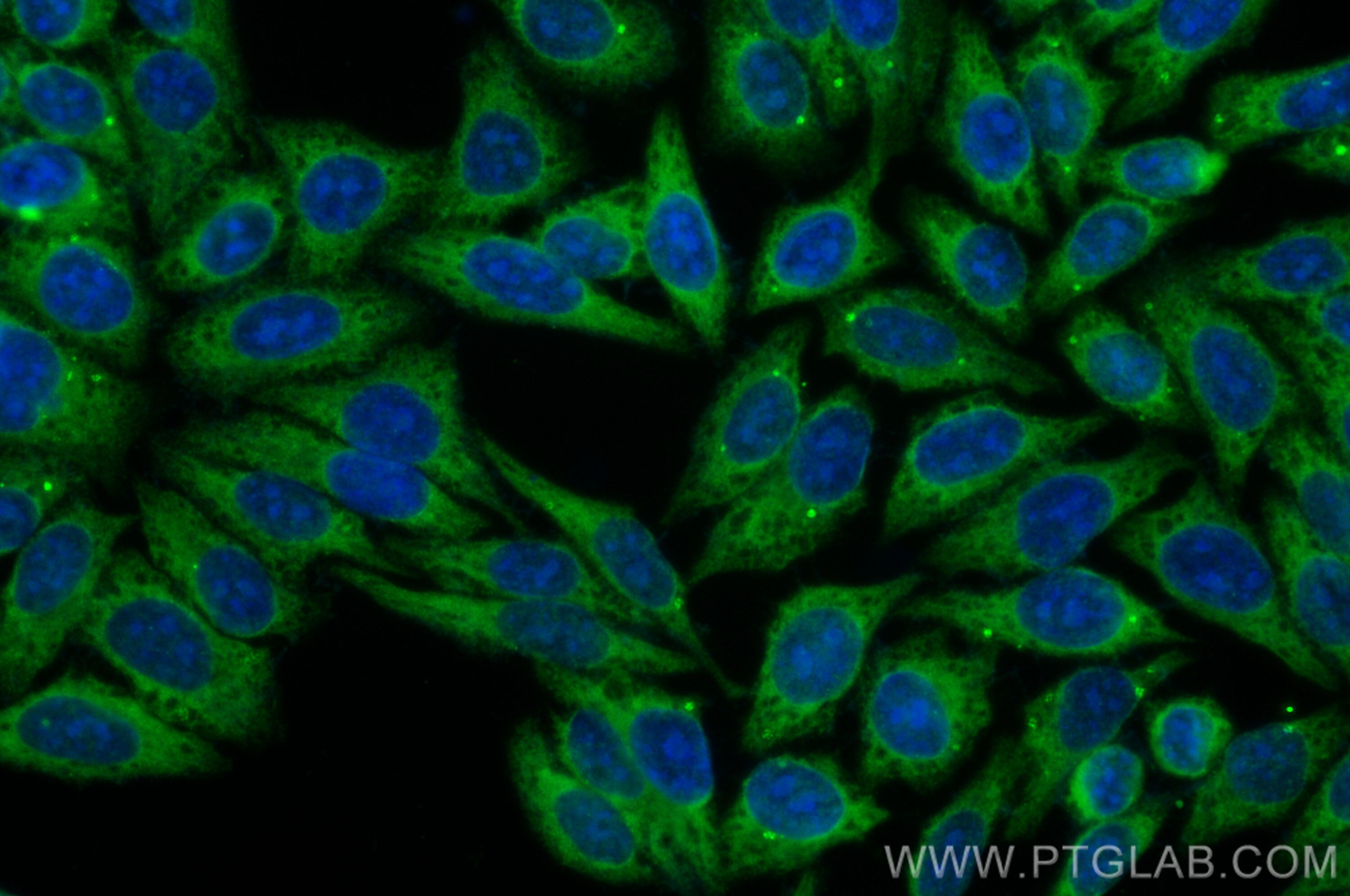 Immunofluorescence (IF) / fluorescent staining of HepG2 cells using CoraLite® Plus 488-conjugated LRRC8C Polyclonal an (CL488-21601)