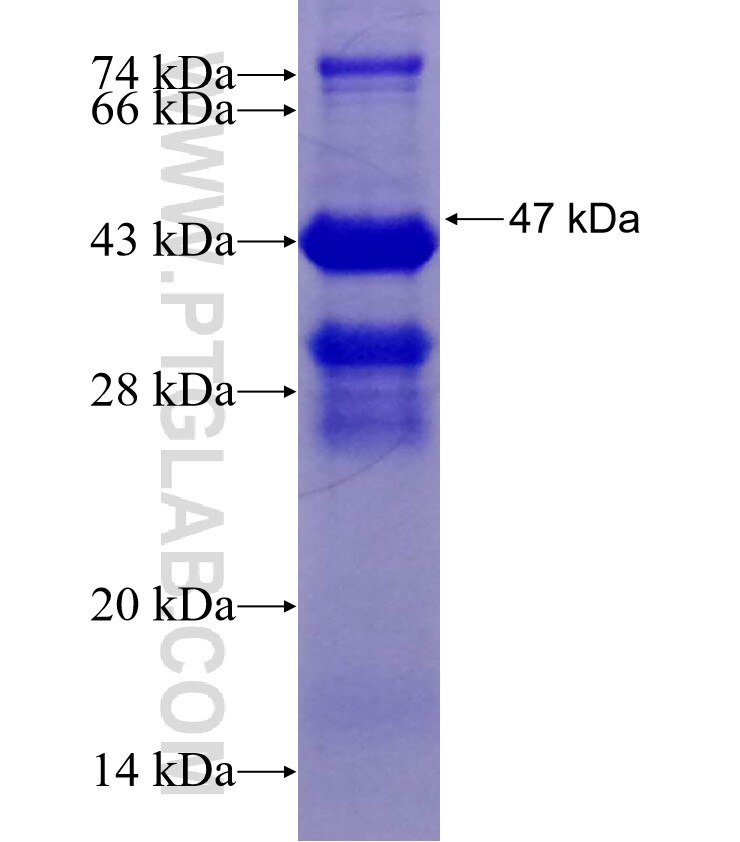 LRRC8C fusion protein Ag16213 SDS-PAGE