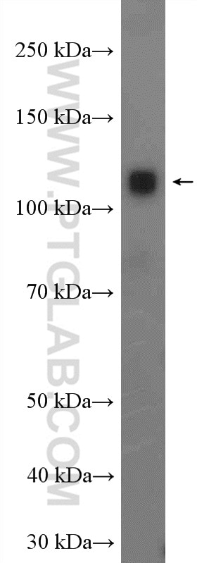 Western Blot (WB) analysis of mouse brain tissue using LRRC8D Polyclonal antibody (11537-1-AP)