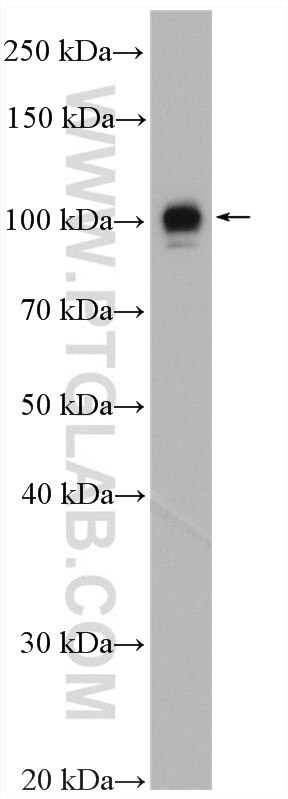 Western Blot (WB) analysis of HEK-293 cells using LRRC8D Polyclonal antibody (11537-1-AP)